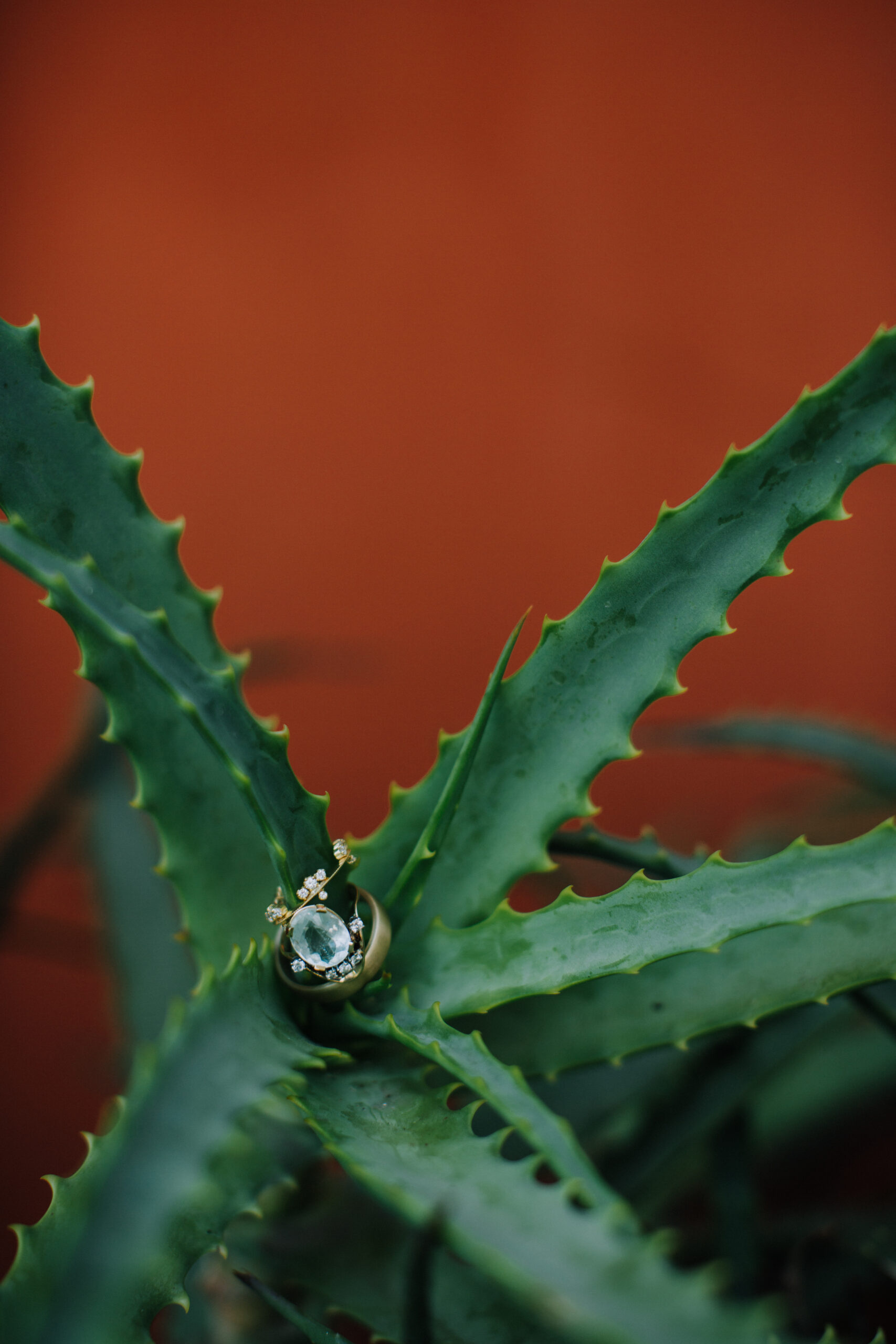 wedding rings sits inside an aloe plant