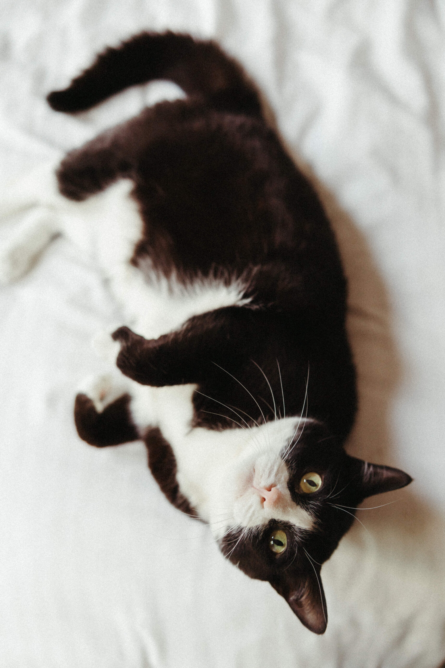 Stunning short hair tuxedo cat plays for a picture during an in home family photo session
