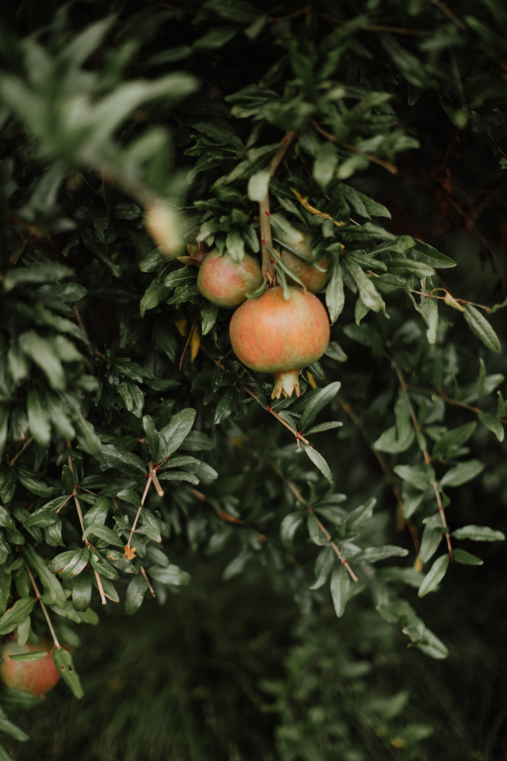 Tomatoes on the vine at a Napa valley vineyard wedding venue