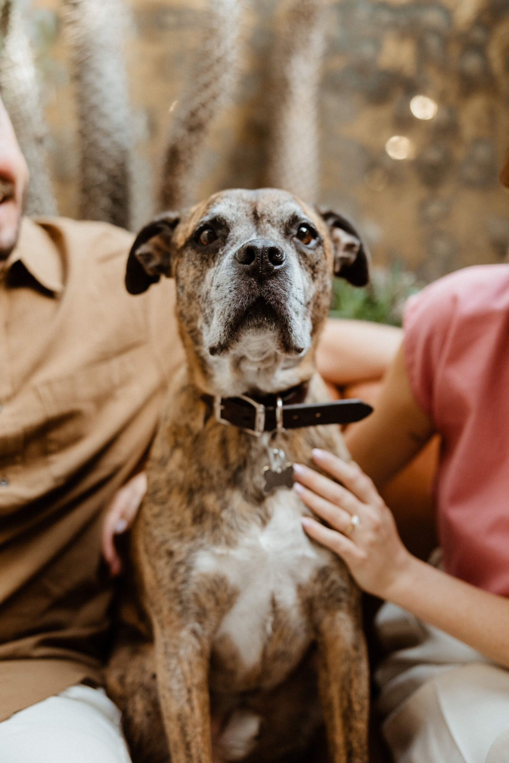 cute brown and white dog sitting in chair during engagement photos
