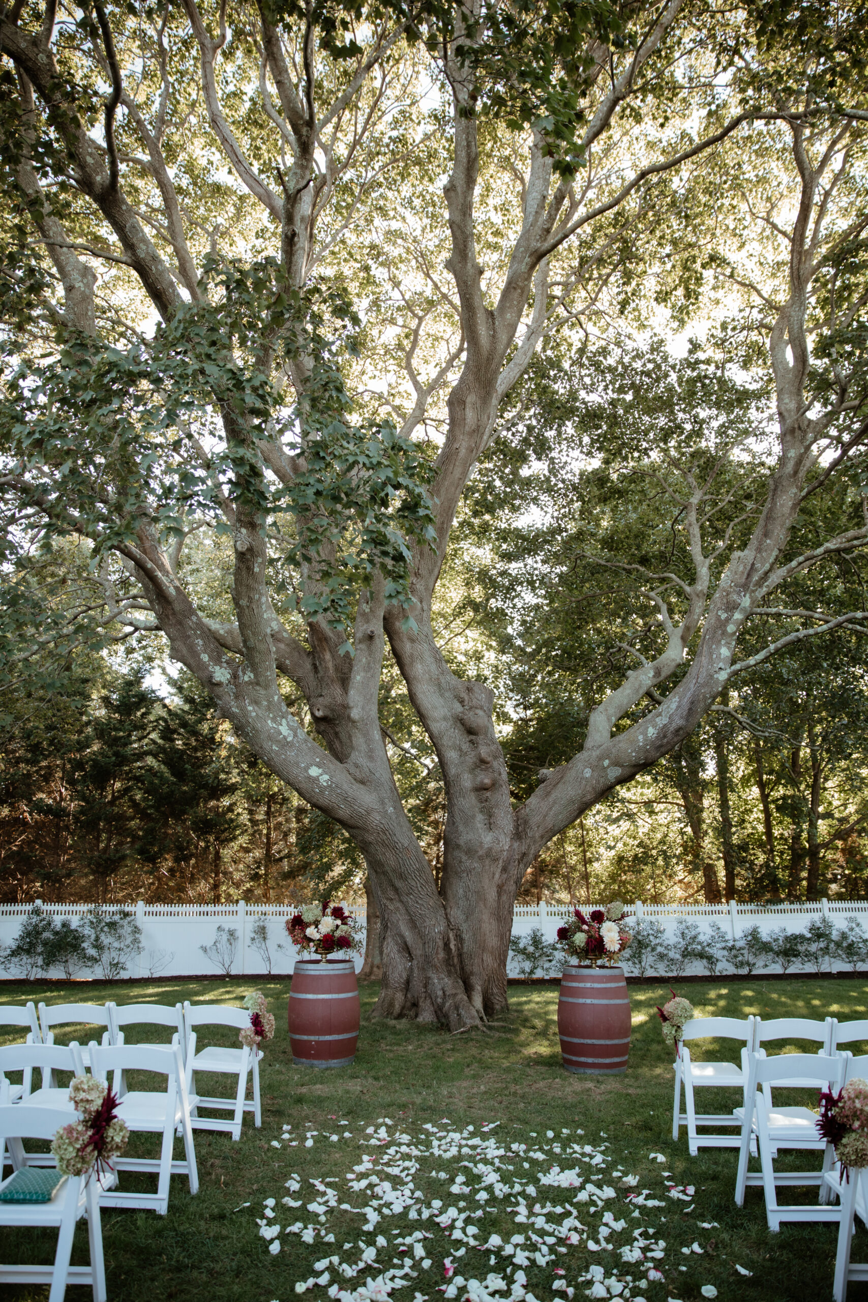 the magnificent tree where most ceremonies happen at Bedell Cellars