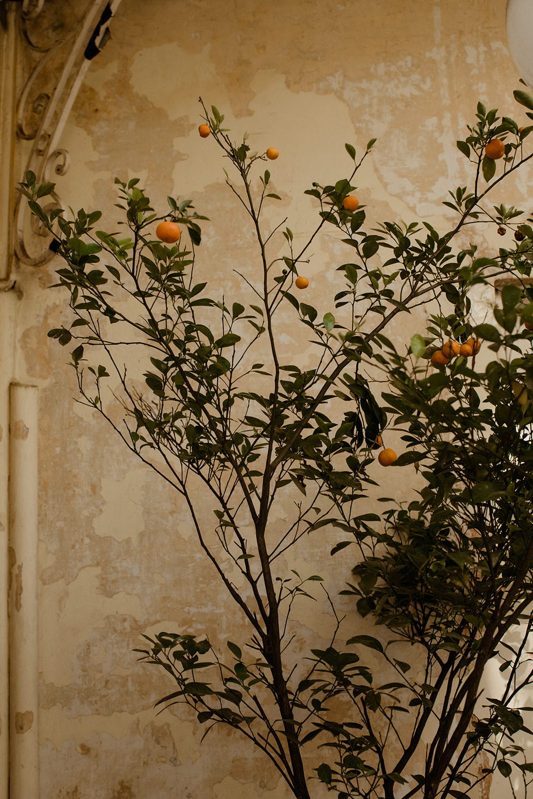Beautiful orange tree stands against the wall at the beautiful Sobremesa 
