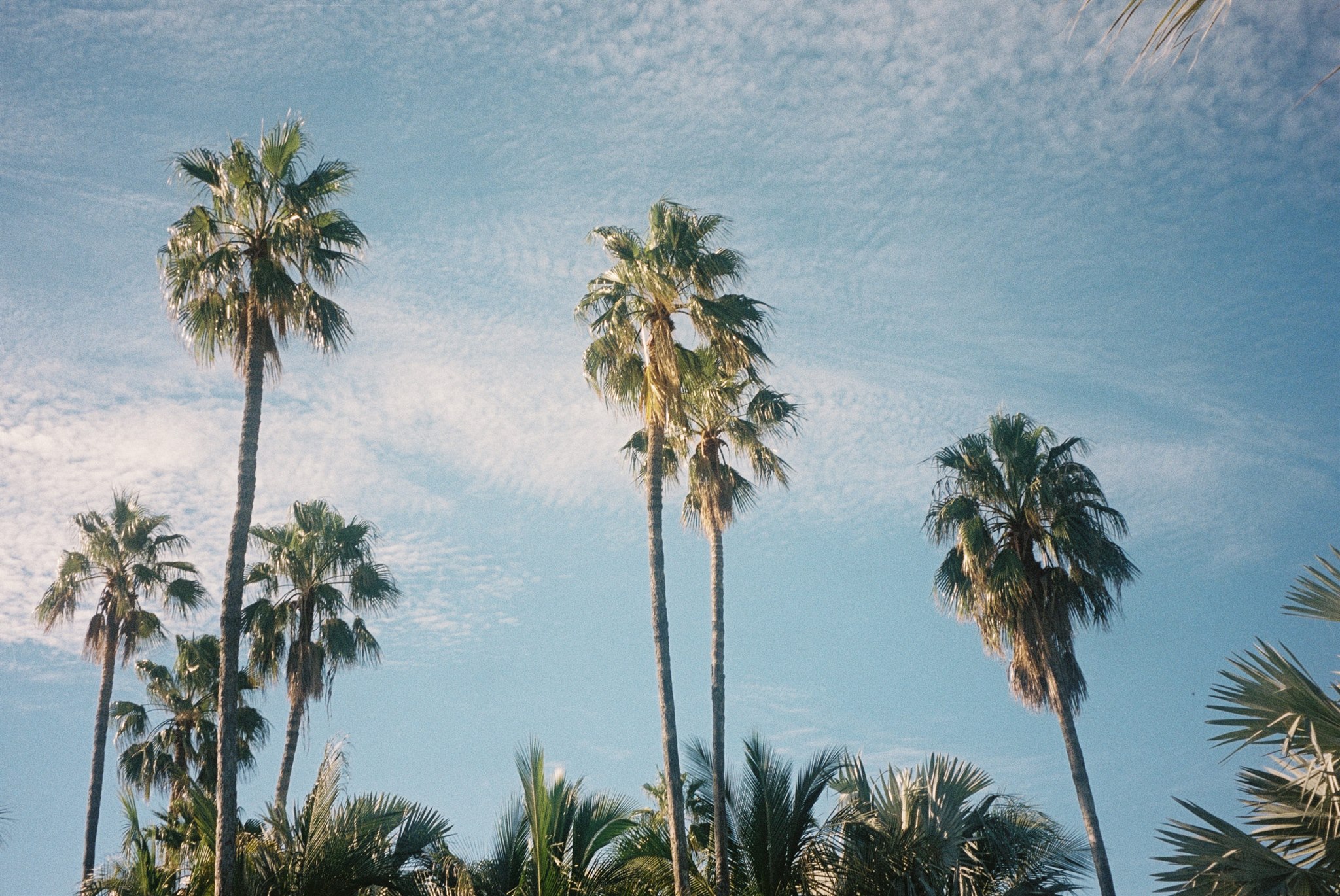 palm trees stand against the blue sky on a acre baja wedding day