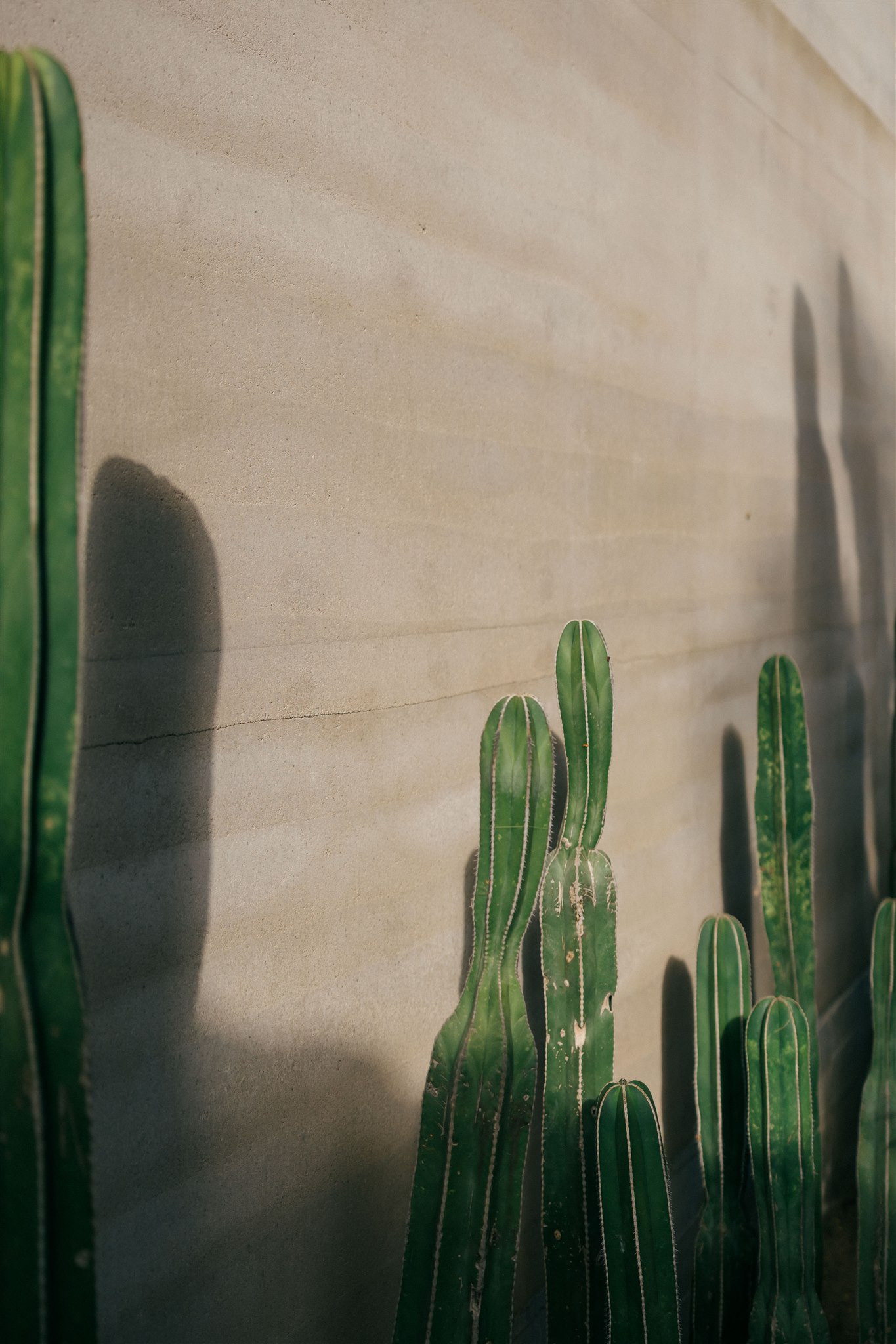 stunning coastal details of a dreamy acre baja wedding!