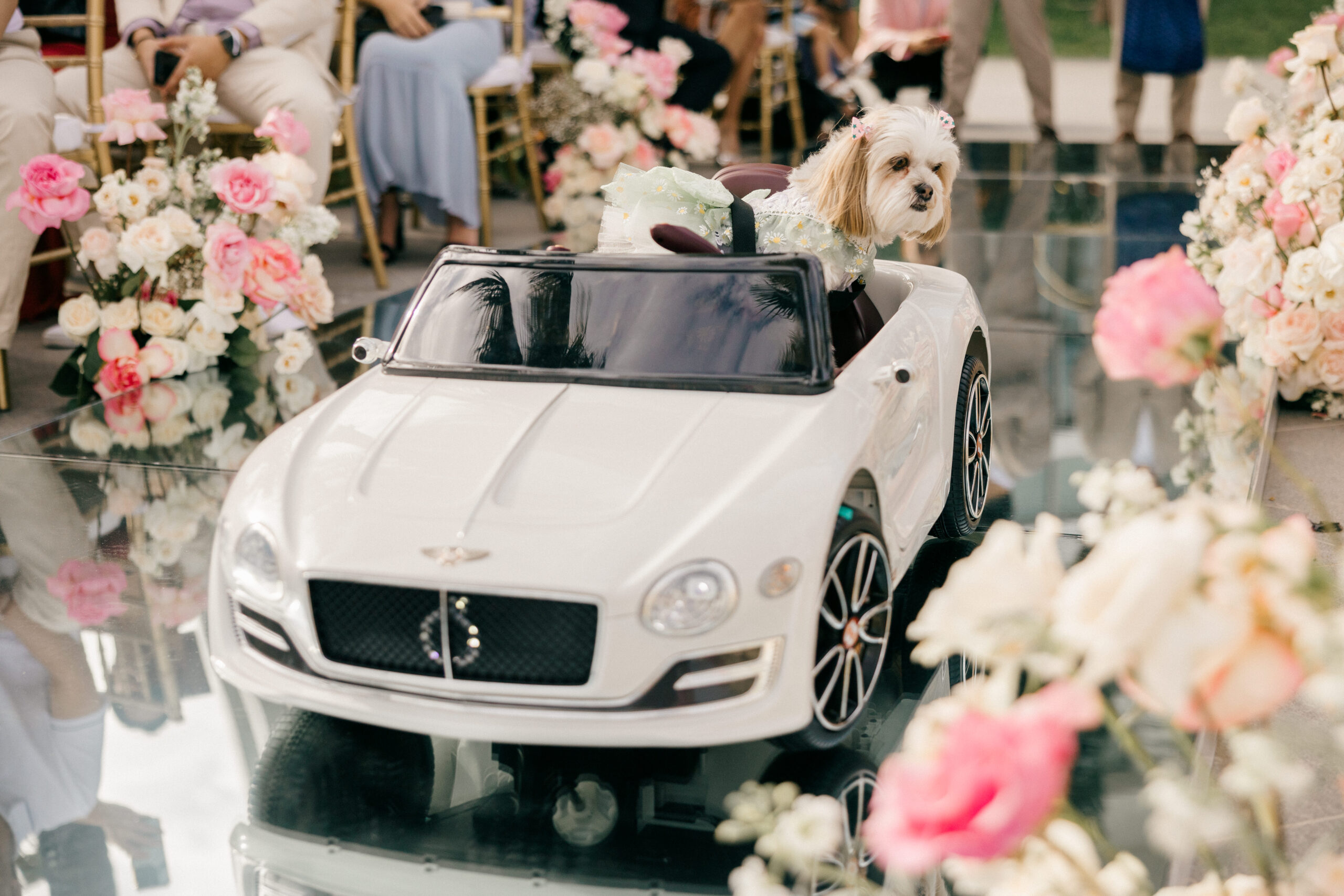 bride and grooms dog makes it grand entrance in a battery powered car